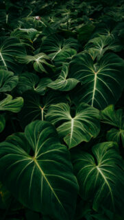 Deep Green Philodendron Tropical Jungle Leaves High Definition Mobile Wallpaper