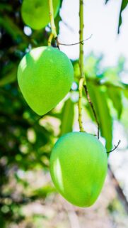 Fresh Raw Green Mangoes Hanging on Tree Branch Wallpaper