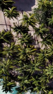 Aerial View Tropical Palm Trees Beach Wallpaper for Mobile