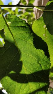 Sunlit Green Leaf Macro Texture High Resolution Mobile Wallpaper