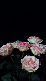 Elegant Pale Pink Roses Bouquet on Black Background Mobile Wallpaper
