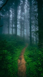 Enchanted Misty Forest Path Wallpaper for Mobile Screens