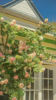 Aesthetic Pastel Rose Garden Cottage Wallpaper for Mobile