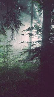 Mystical Foggy Forest Sunbeams Vertical Wallpaper for Mobile