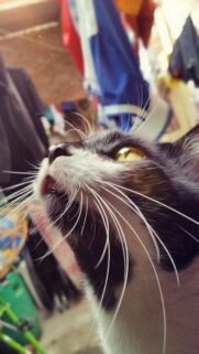 Stunning Close Up Black and White Cat Portrait with Glowing Eyes Wallpaper