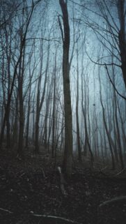 Ethereal Misty Forest Landscape Vertical Phone Wallpaper