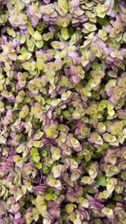 Stunning Callisia Repens Foliage Mobile Wallpaper with Vibrant Purple and Green Tones