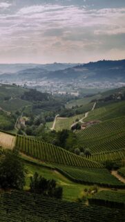 Breathtaking Italian Vineyard Landscape Aesthetic Mobile Phone Wallpaper