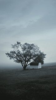 Minimalist Moody Tree and Small White Barn in Foggy Landscape Wallpaper