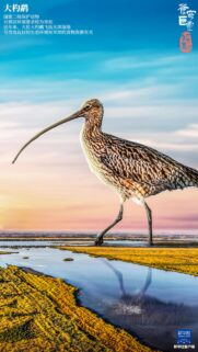 Majestic Curlew Bird in Wetland Landscape Mobile Wallpaper