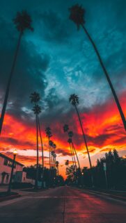 Stunning California Sunset with Tall Palm Trees Mobile Wallpaper