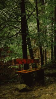 Serene Wooden Bench in a Lush Deep Forest Mobile Wallpaper