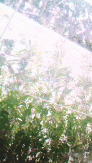 Dreamy Aesthetic Sunlight Through Foliage Mobile Wallpaper
