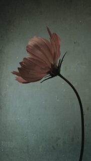Minimalist Moody Cosmos Flower Aesthetic Mobile Wallpaper