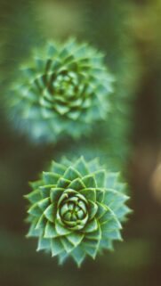 Stunning Macro Nature Wallpaper Featuring Geometric Green Succulent Leaves