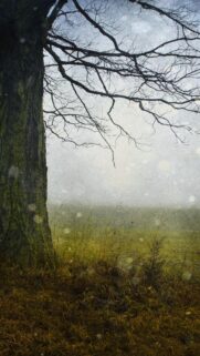 Moody Bare Tree in Misty Meadow Aesthetic Phone Wallpaper