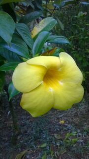 Vibrant Yellow Allamanda Flower Close Up Nature Wallpaper for Mobile