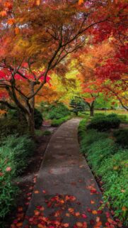 Enchanting Autumn Japanese Garden Path Wallpaper High Resolution