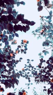 Aesthetic Camellia Flowers with Moody Blue Foliage Mobile Wallpaper