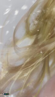 Minimalist Abstract Golden Flowing Strokes Mobile Wallpaper