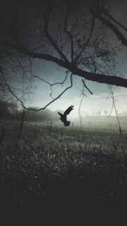 Moody Crow Flying Over Misty Rural Field Cinematic Phone Wallpaper