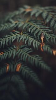 Macro Photography Green Fern Leaves Moody Forest Aesthetic Mobile Wallpaper