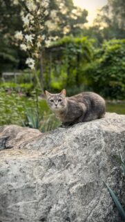 Cute Grey Cat Sitting on a Garden Rock Wallpaper for Mobile Phones