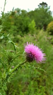 Vibrant Wild Purple Thistle Flower Macro Photography Wallpaper