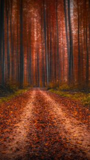 Stunning Autumn Forest Path With Vibrant Red Fall Leaves Mobile Wallpaper