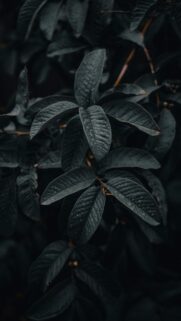 Moody Dark Botanical Foliage with Rain Droplets Mobile Wallpaper