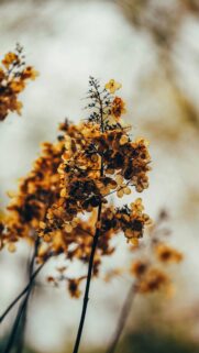 Stunning Golden Dried Hydrangea Flowers Aesthetic Mobile Wallpaper