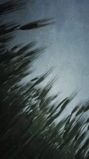 Moody Minimalist Wheat Field Silhouette Artistic Mobile Wallpaper