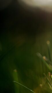 Macro Photography Green Grass Nature Mobile Wallpaper Background