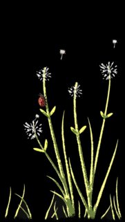 Minimalist Ladybug on Dandelion Wildflower Mobile Wallpaper
