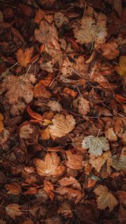 Stunning Autumn Fall Leaves Ground Background in Warm Earthy Tones