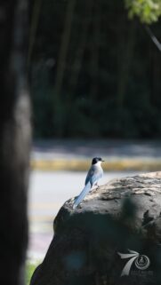 Stunning Azure-Winged Magpie Perched on Rock High Quality Mobile Wallpaper