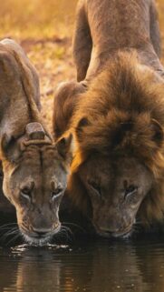 Majestic Lion and Lioness Drinking Water Mobile Wallpaper HD