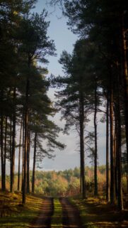 Enchanting Forest Path at Sunset High Quality Mobile Wallpaper