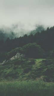 Misty Green Forest Mountainside Phone Wallpaper – Atmospheric Nature Background