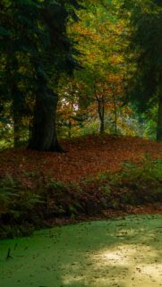 Enchanting Autumn Forest Pond Landscape High Quality Mobile Wallpaper