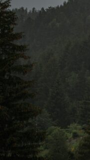 Moody Dark Pine Forest in Rain Aesthetic Mobile Wallpaper