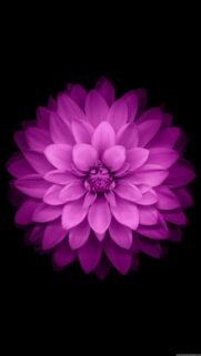 Stunning Deep Purple Dahlia Flower Minimalist Mobile Wallpaper