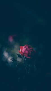 Moody Red Rose with Dew Drops Minimalist Mobile Wallpaper