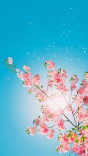 Stunning Pink Cherry Blossoms Under Clear Blue Sky Vertical Wallpaper