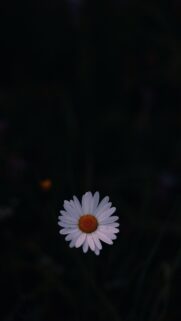 Minimalist White Daisy Flower on Deep Black Background High Resolution Mobile Wallpaper