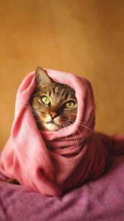 Adorable Cat Wrapped in a Pink Blanket High Quality Mobile Wallpaper
