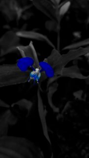 Stunning Vivid Blue Flower Minimalist Black and White Wallpaper