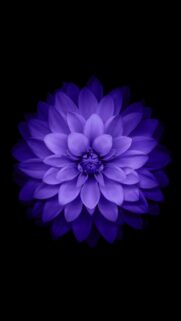 Elegant Purple Dahlia Flower Minimalist Mobile Wallpaper for Dark Mode Screens