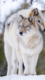 Majestic Winter Wolves Standing in Snow High Definition Mobile Wallpaper