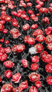 Stunning Red Tulip Field with Monochrome Background High Quality Wallpaper